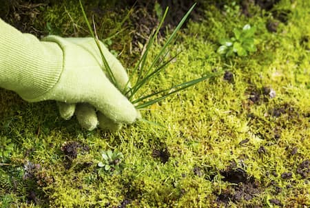 Lawn fertilization weed control