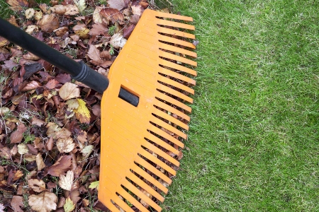 Leaf Removal Thumbnail