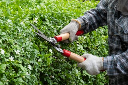 Shrub trimming