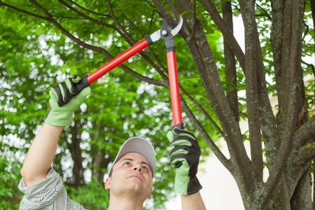 Tree Trimming